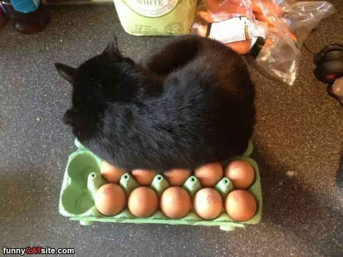 Keeping My Eggs Warm