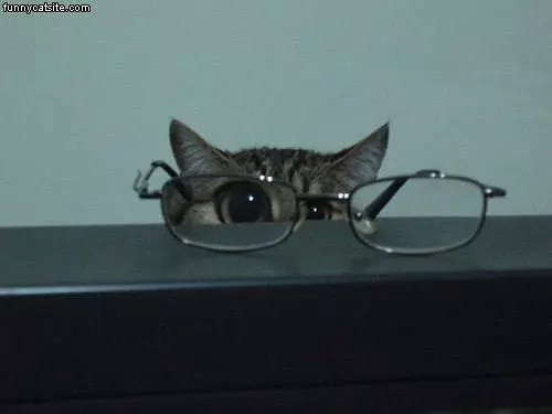 I Has Glasses