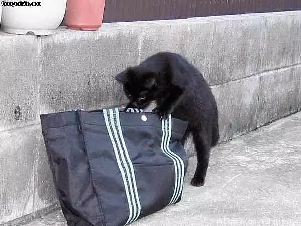 Where Is The Cat Nip