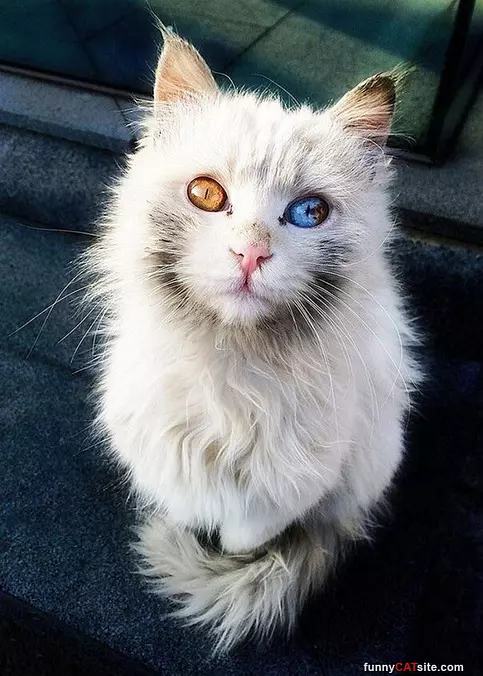 What A Beautiful Cat