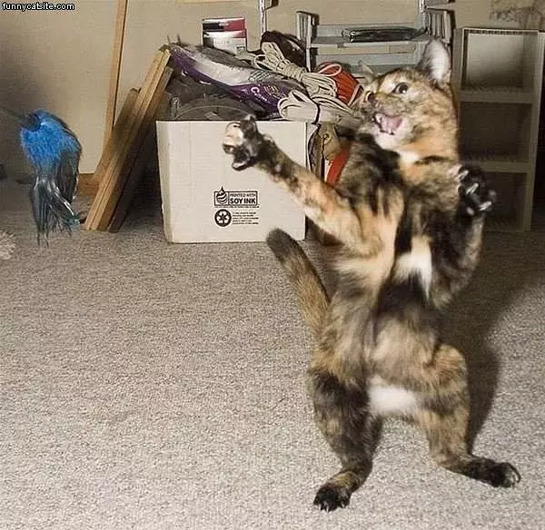 Attack Cat