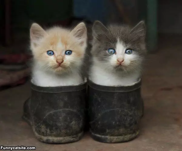 She Kitties