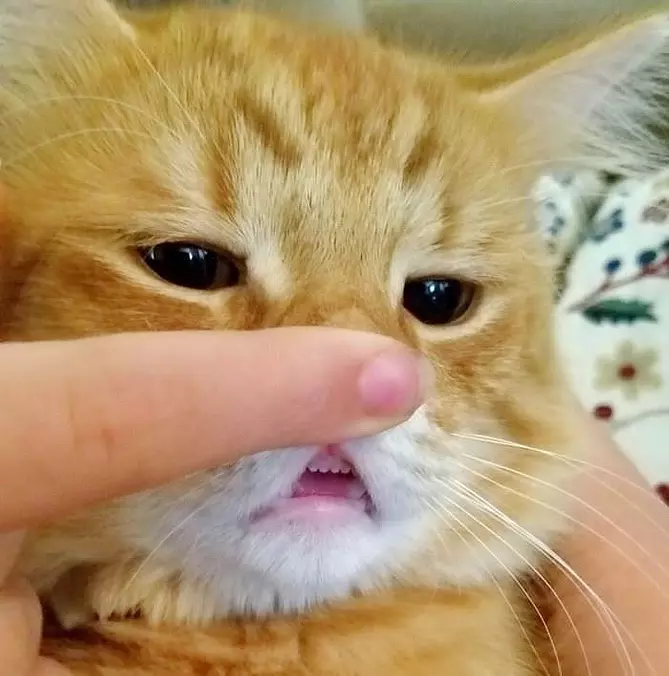 A Durrr