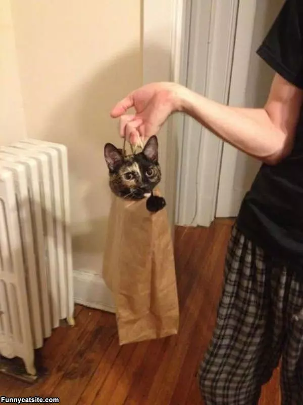 Just One Bag Of Kitty Cat