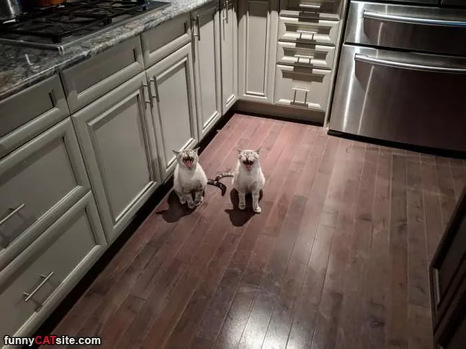 Twins