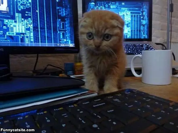 Can You Pet Me Please