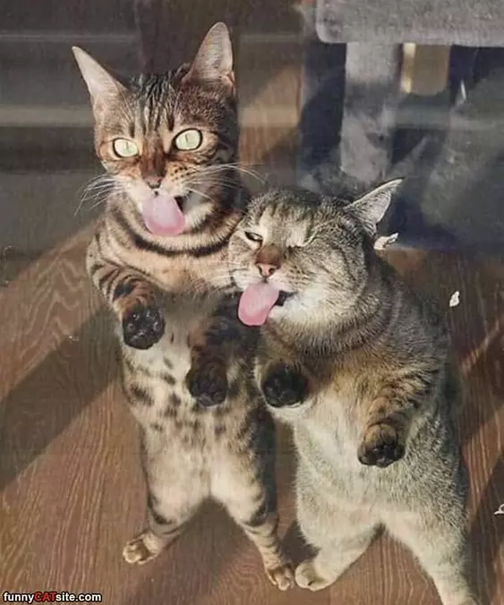 Licking The Windows