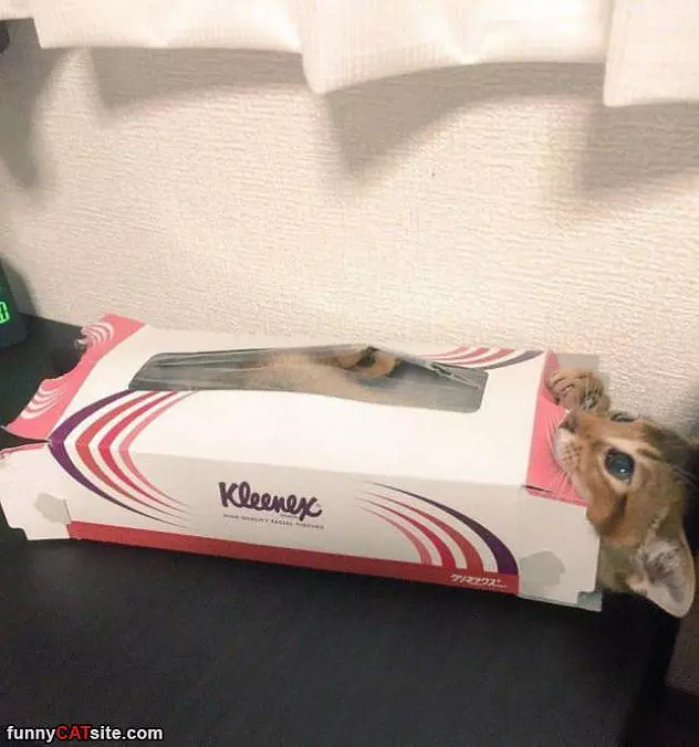 Help I Iz Stuck