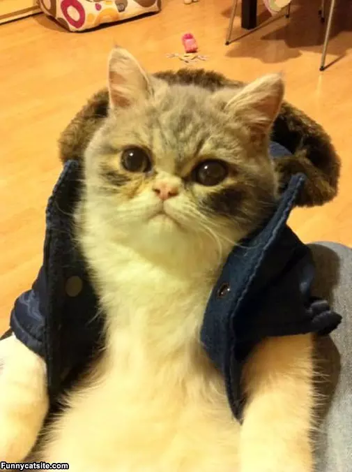 My Favorite Jacket