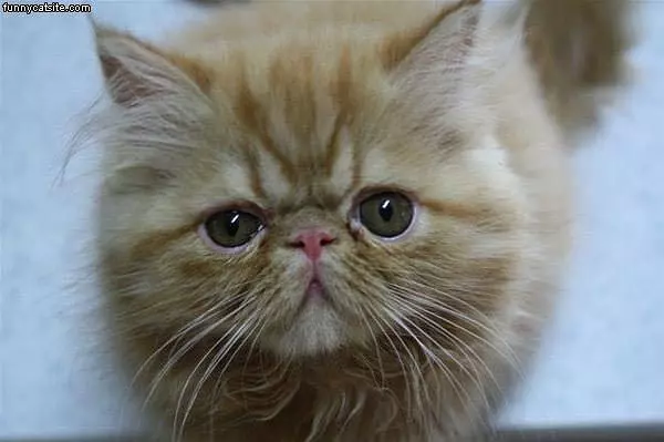 Pouty Face Cat