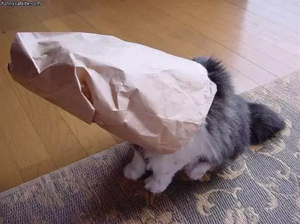 Cat In A Bag