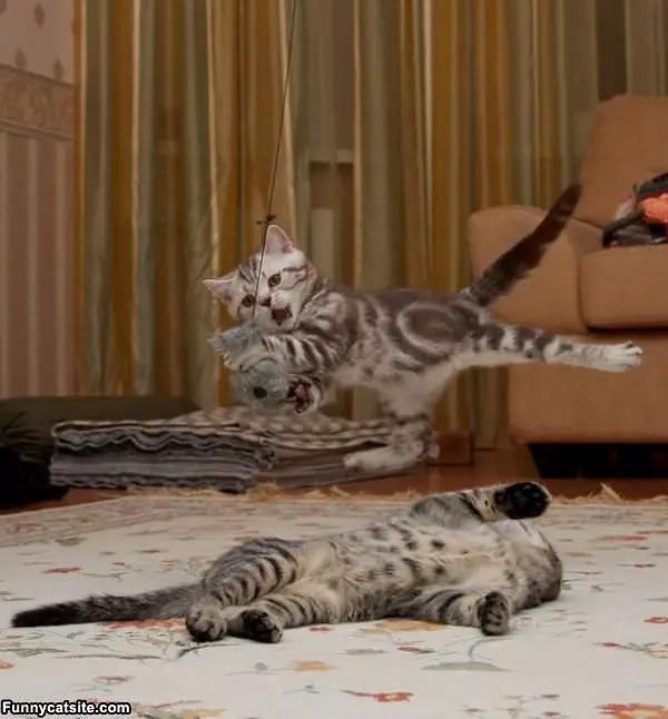 Ninja Kitten