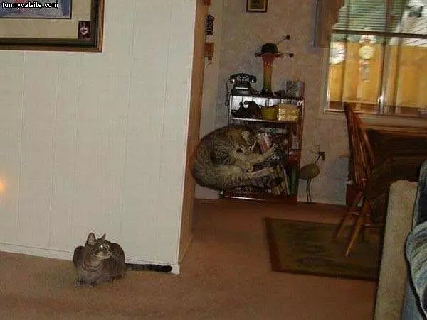 Bomber Cat
