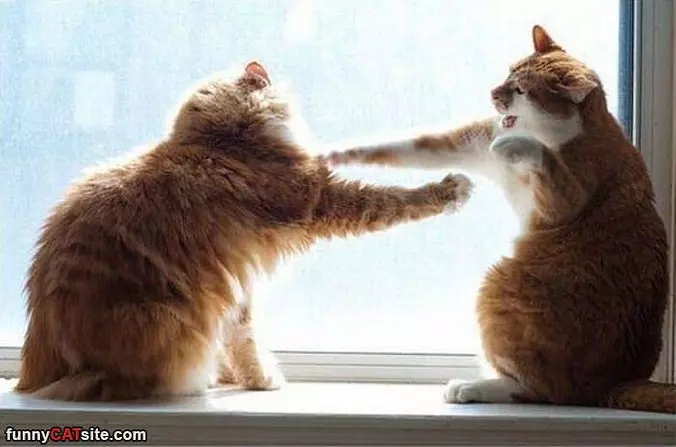 Lets Box