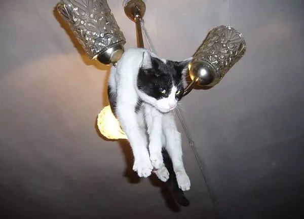 Cat Hanging Around