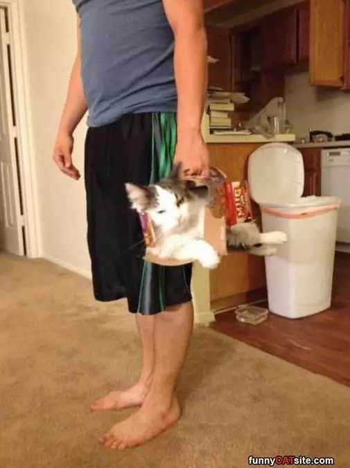 Cat Holder