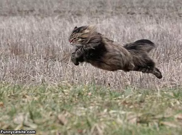 Running Free