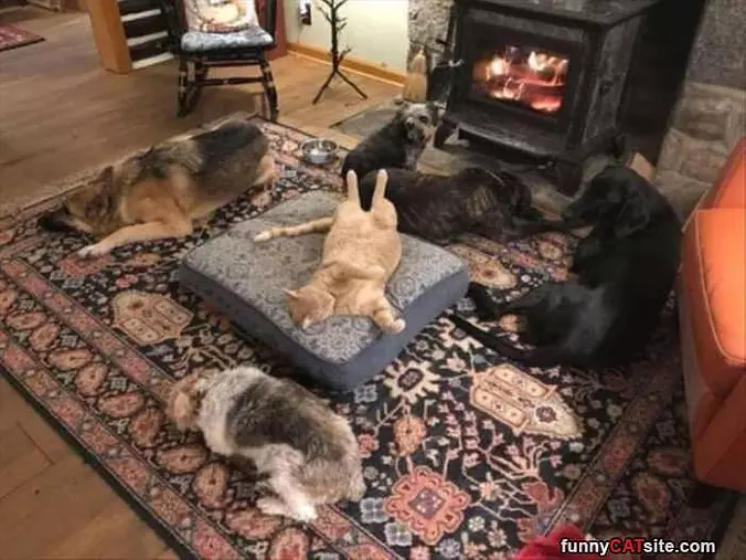 Relaxed In The Window