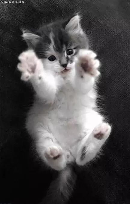 Too Cute