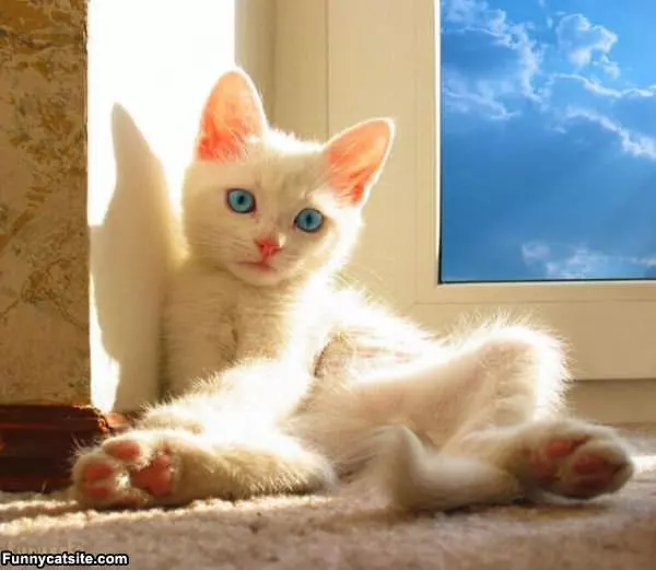 Cat Is Relaxing