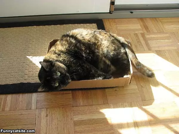 See I Can Still Fit