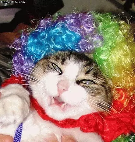 Hippy Cat