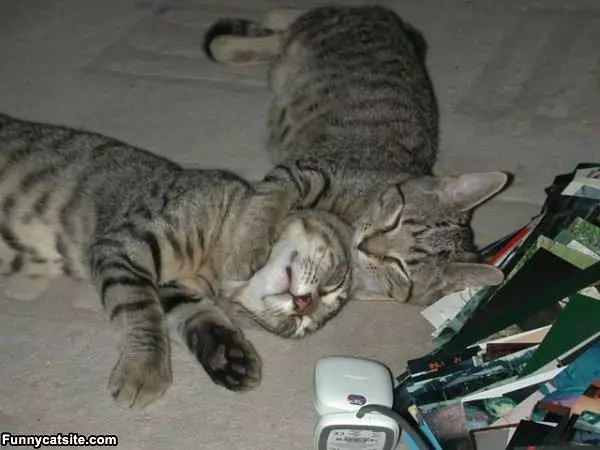 Cat On Cat