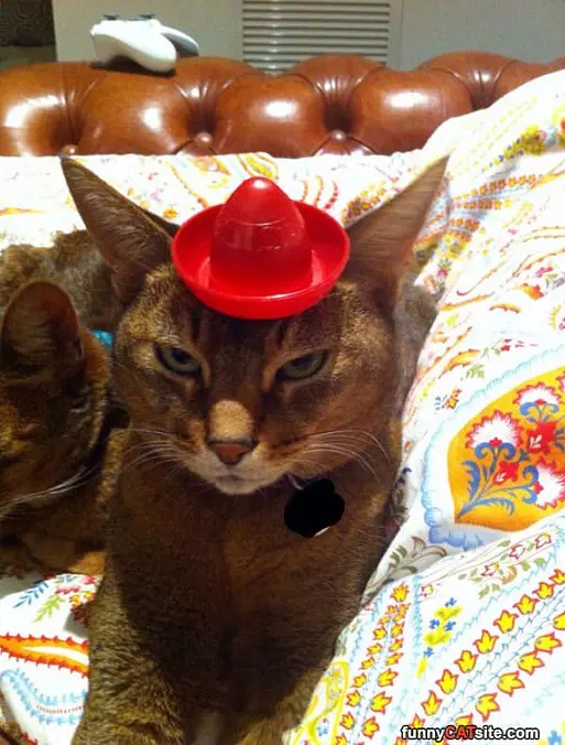 Not Liking My Hat
