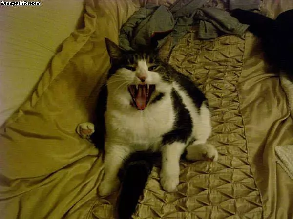 Very Mad Cat
