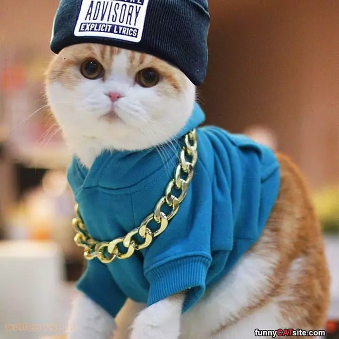 G Cat