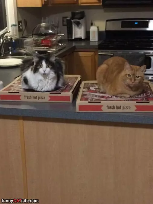 Sitting On Boxes