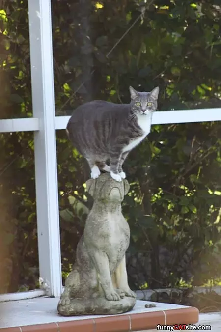 Standing On Dogs