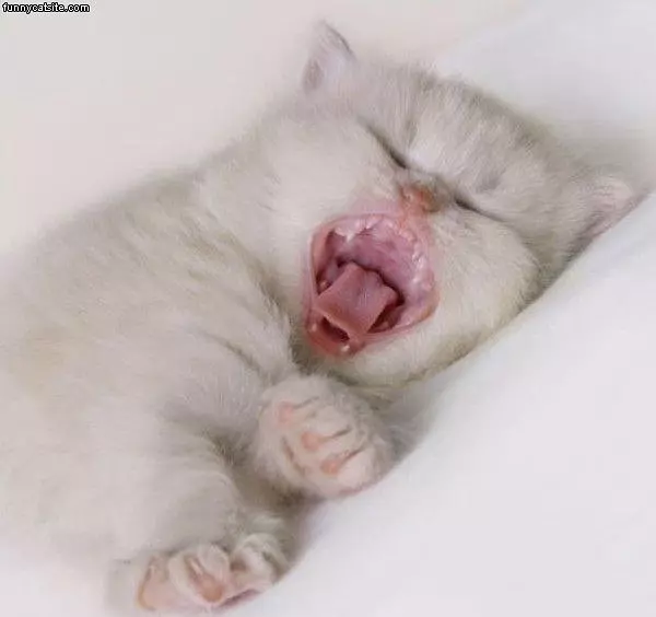 Lion Dream