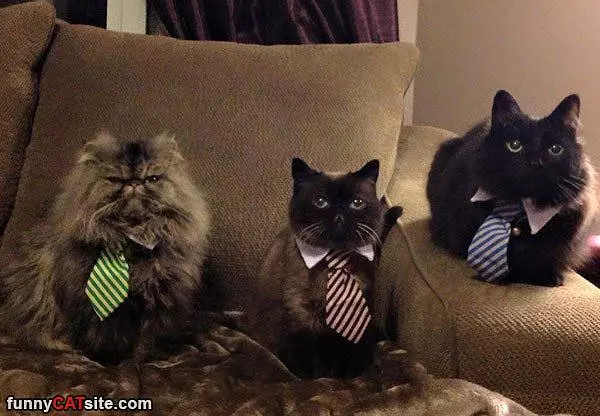 All Dressed Up