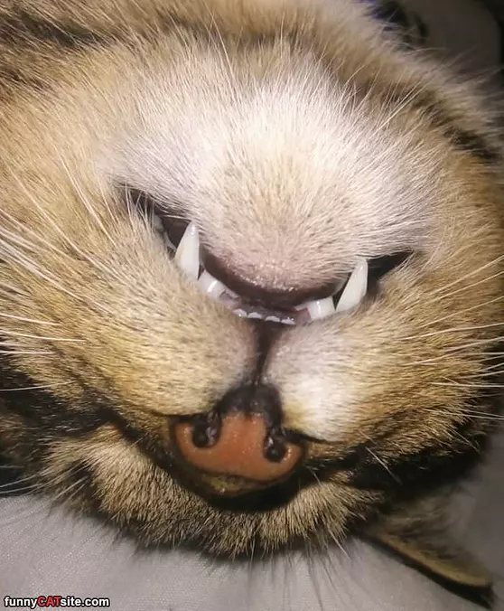 Got My Fangs Out