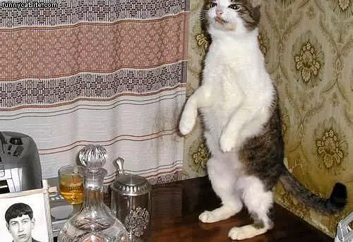 Standing Cat