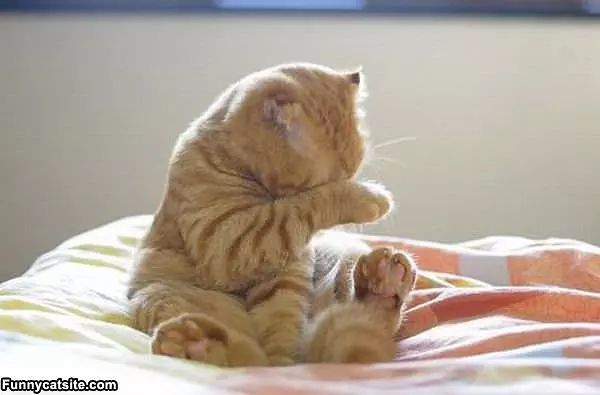 No Pictures Now