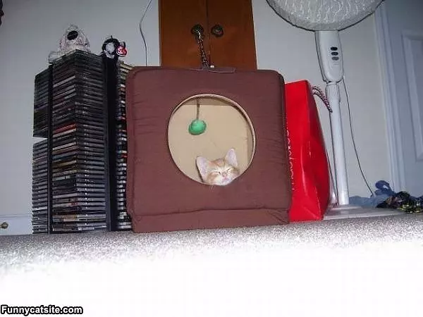 This Is My Fort