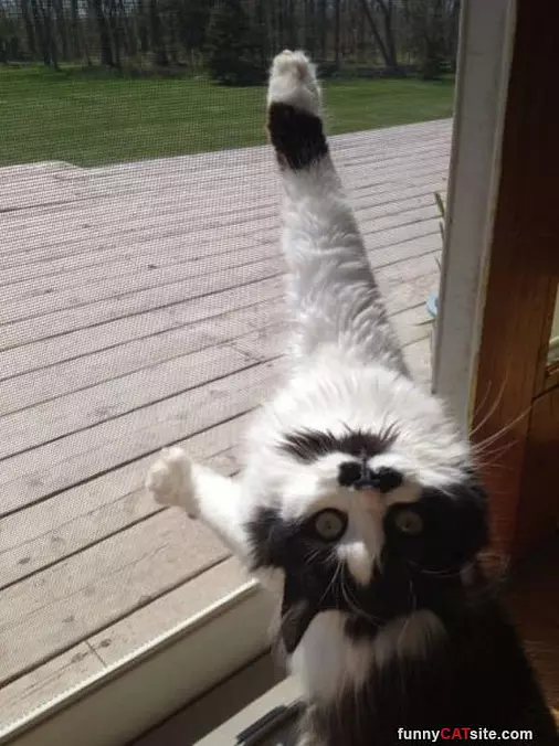 Can You Open Dis Please