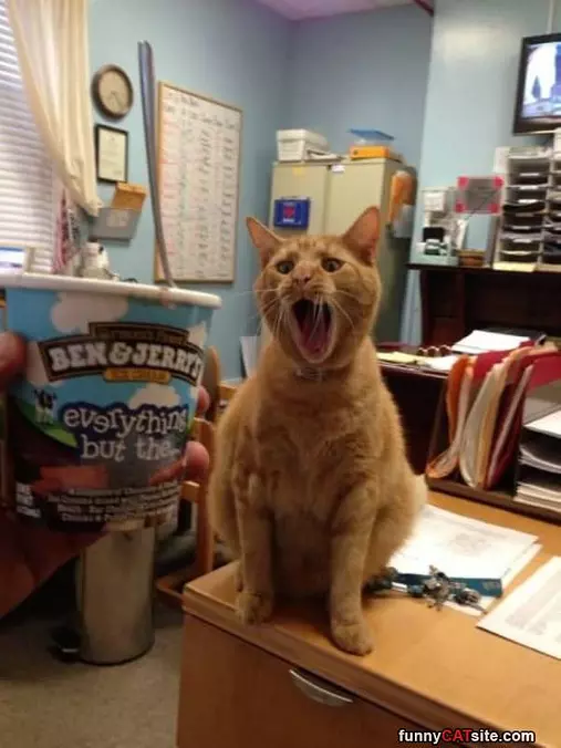 I Looove Ice Cream