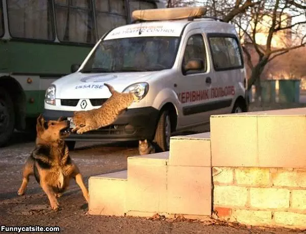 Wild Cat Attack