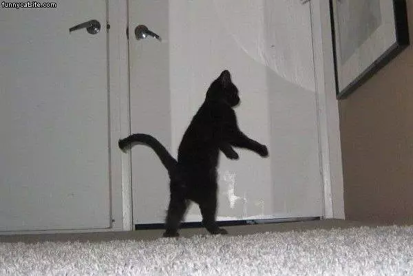 Zombie Cat