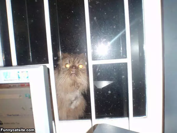 Let Me In