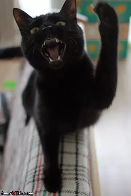 I Said Back Off