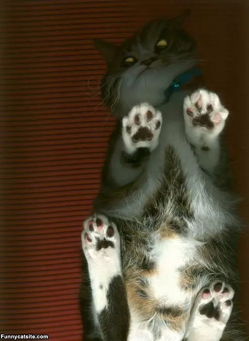 Scanned Cat