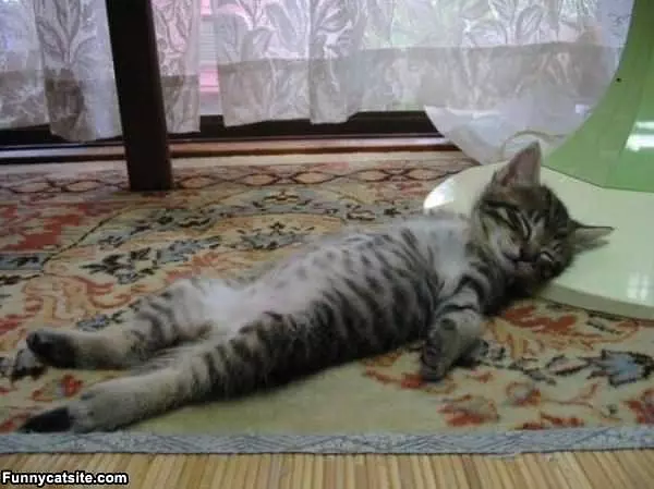 This Cat Is Passed Out