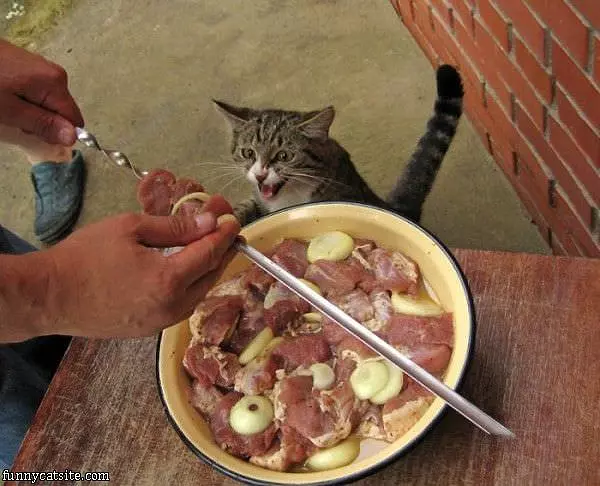My Food