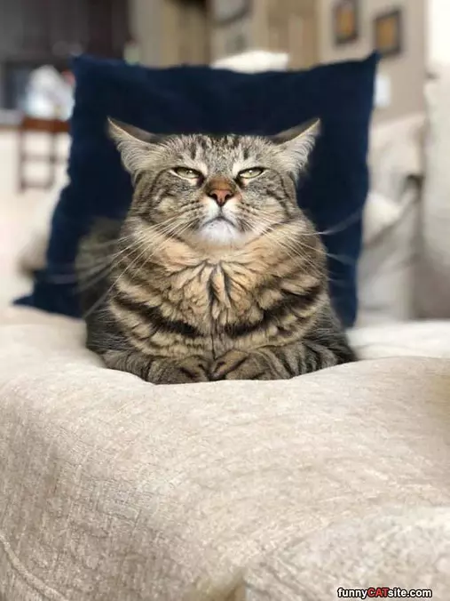 High Five Kitty