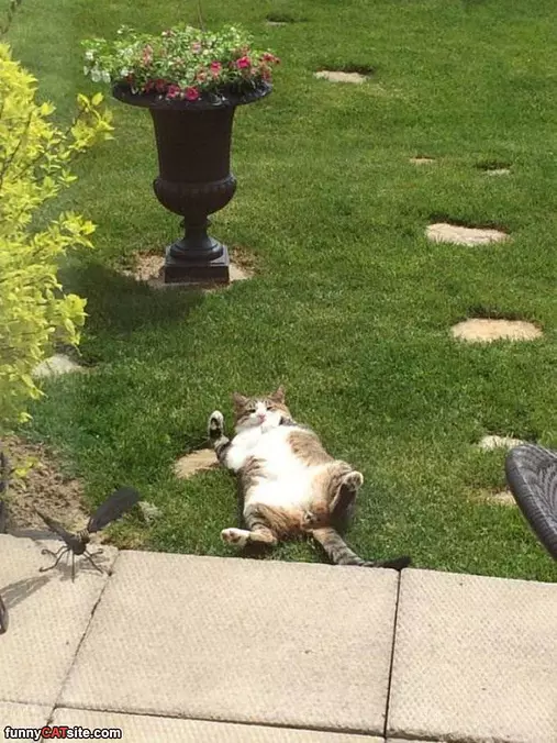 This Yard Is Great
