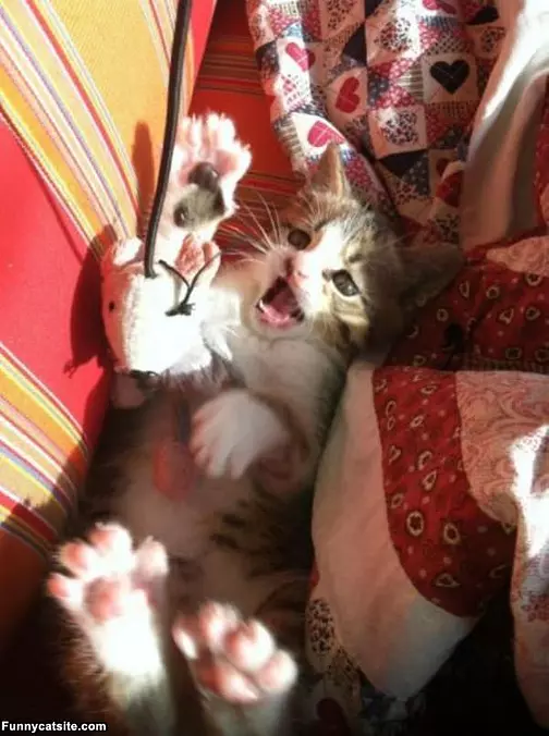 I Looove Strings